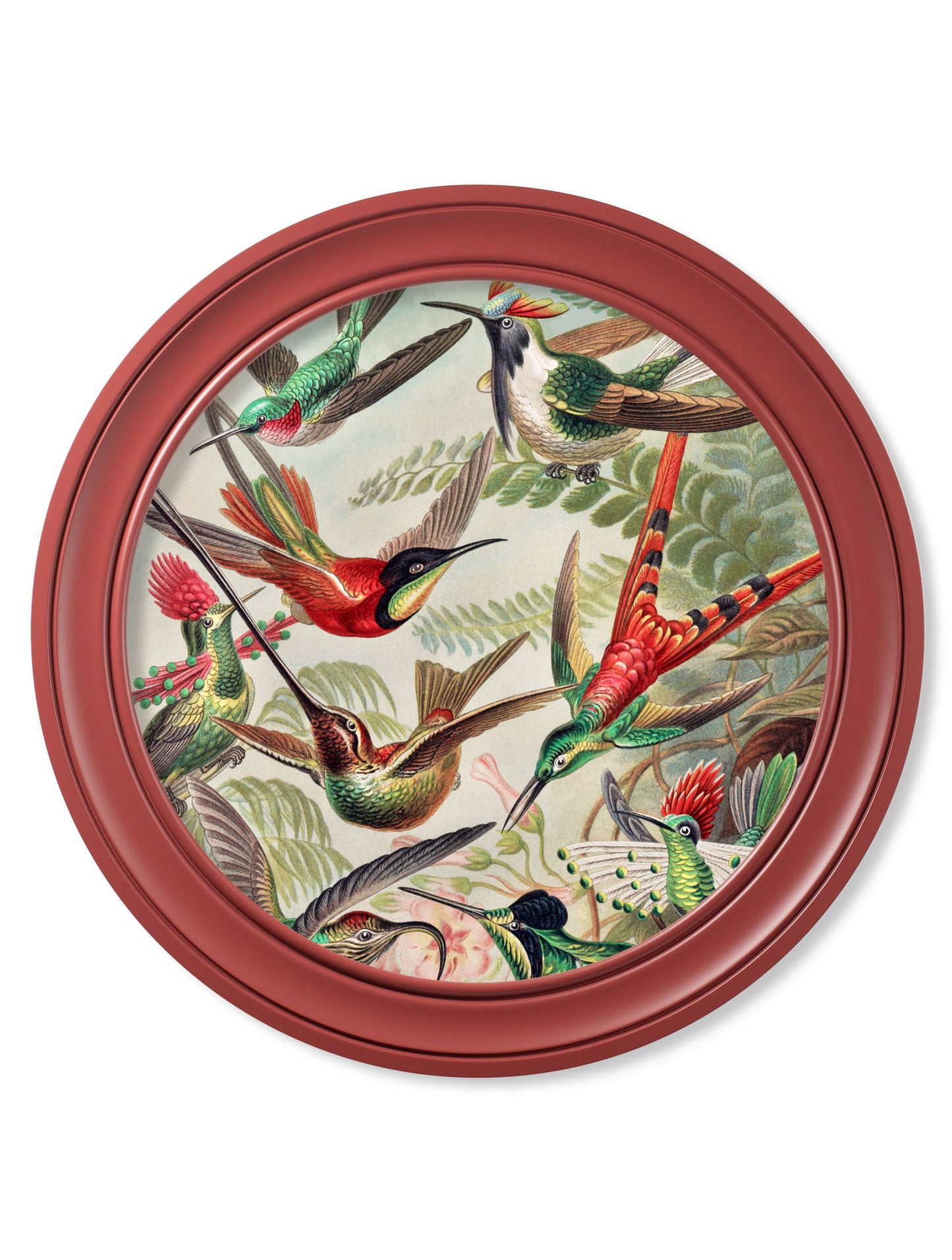 c.1904 Haeckel Hummingbirds – Red Frame detail – Leya Buster Interiors