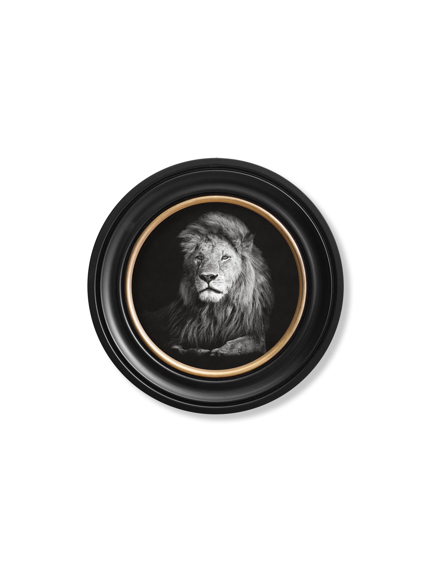 Wildlife Photography – Lion – Round Frame styled view – Leya Buster Interiors