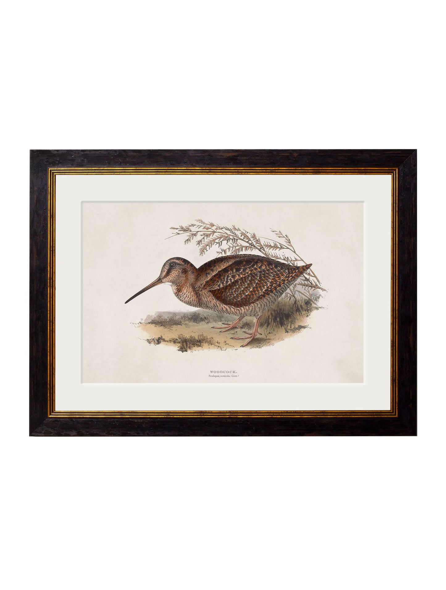 c.1837's British Game Birds styled view – Leya Buster Interiors
