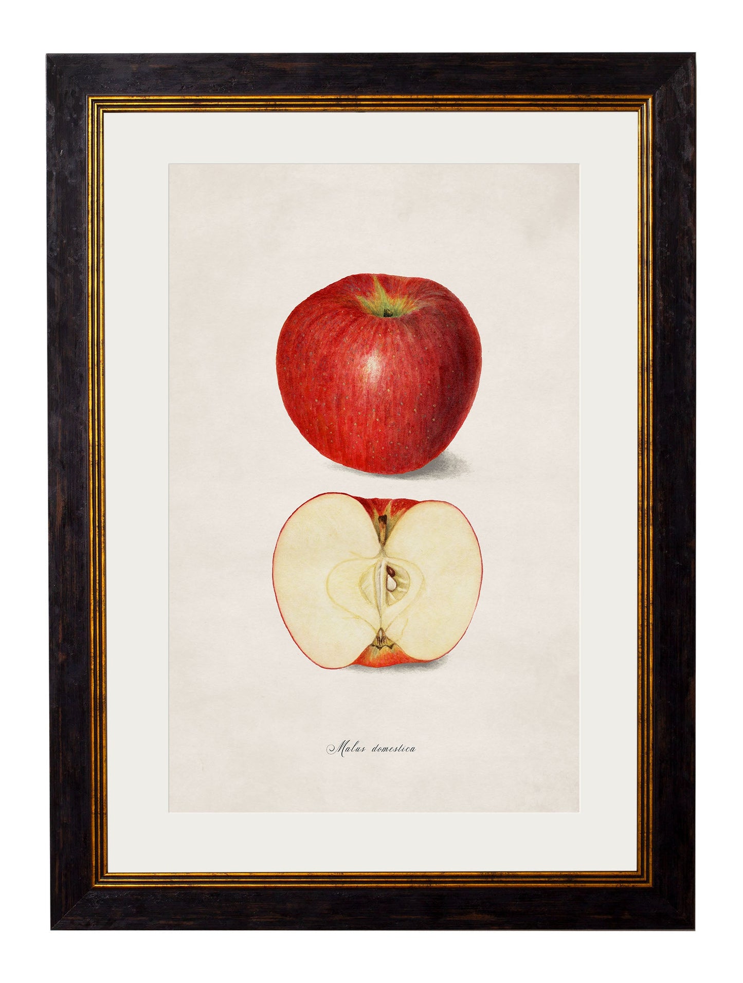 c.1886 Studies of Fruit styled view – Leya Buster Interiors