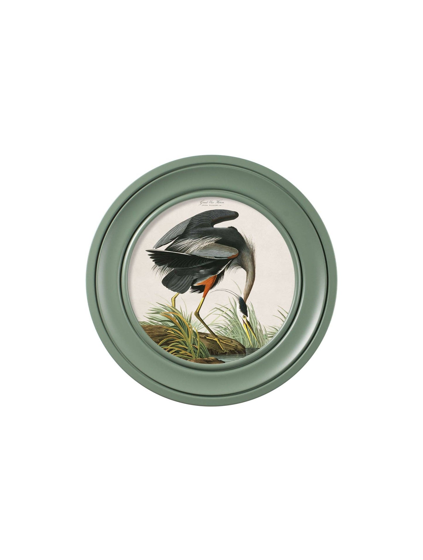 Audubon's Great Blue Heron in Green Framed Round Picture