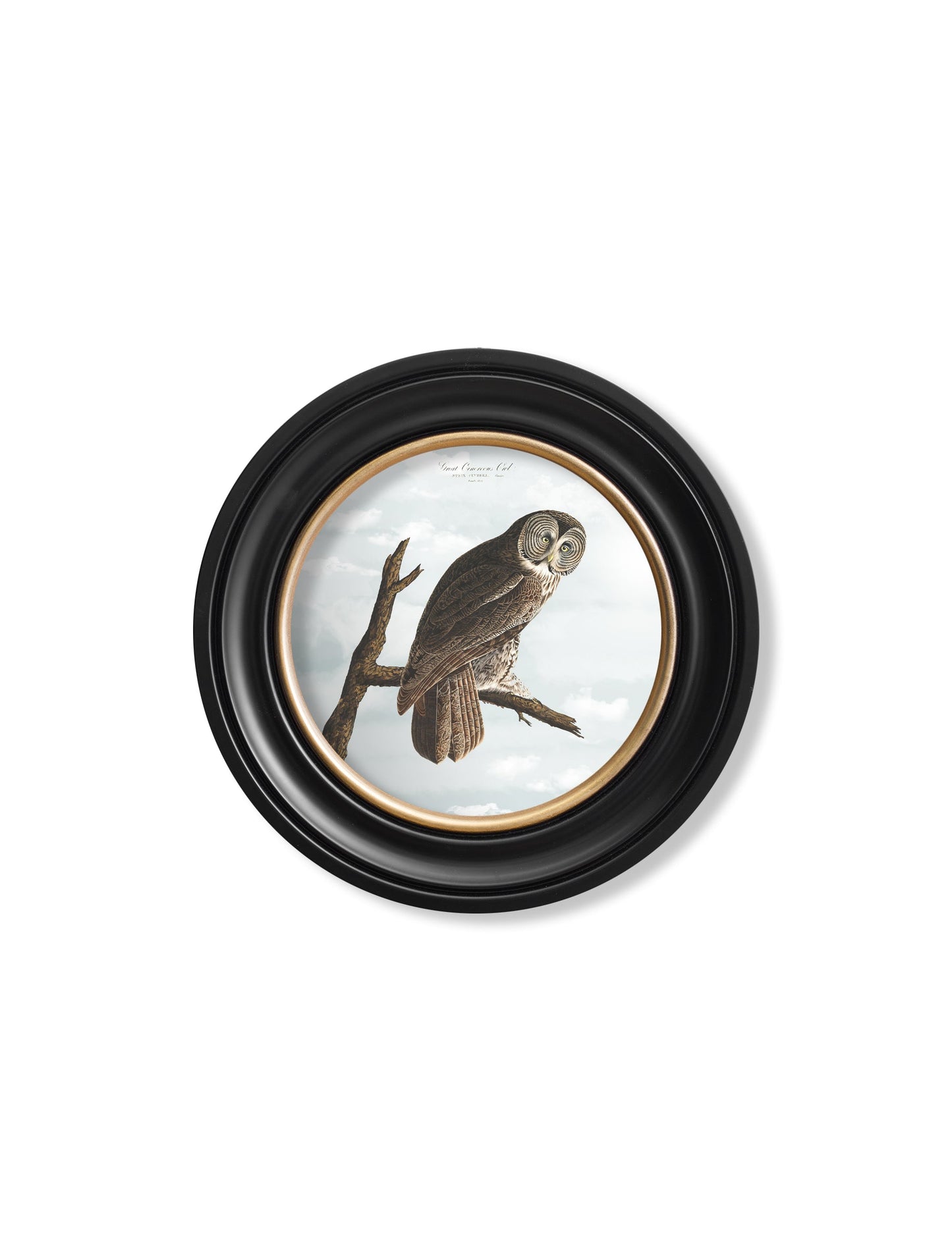 c.1838 Audubon's Owls – Round Frame styled view – Leya Buster Interiors