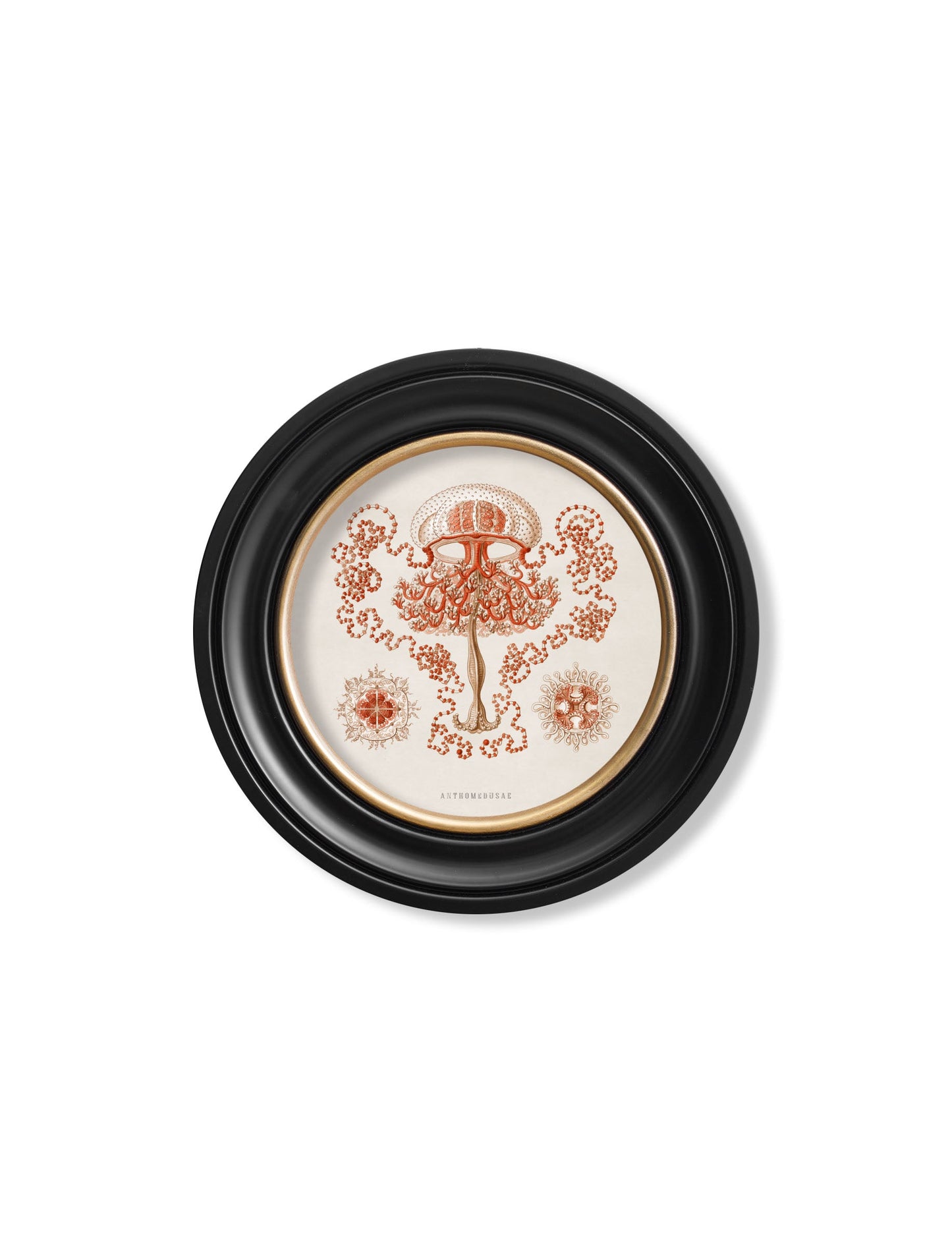 c.1904 Haeckel Sealife – Round Frames styled view – Leya Buster Interiors