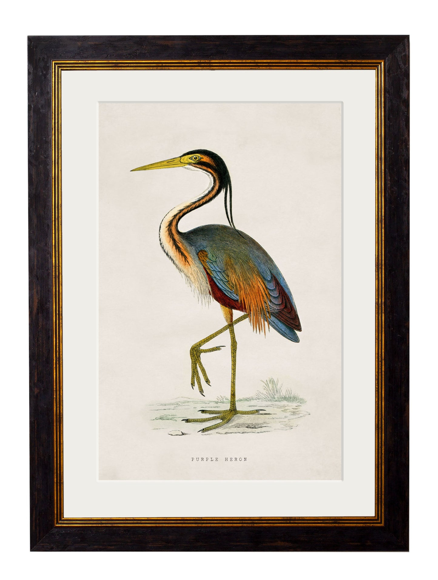 c.1850's British Wading Birds styled view – Leya Buster Interiors