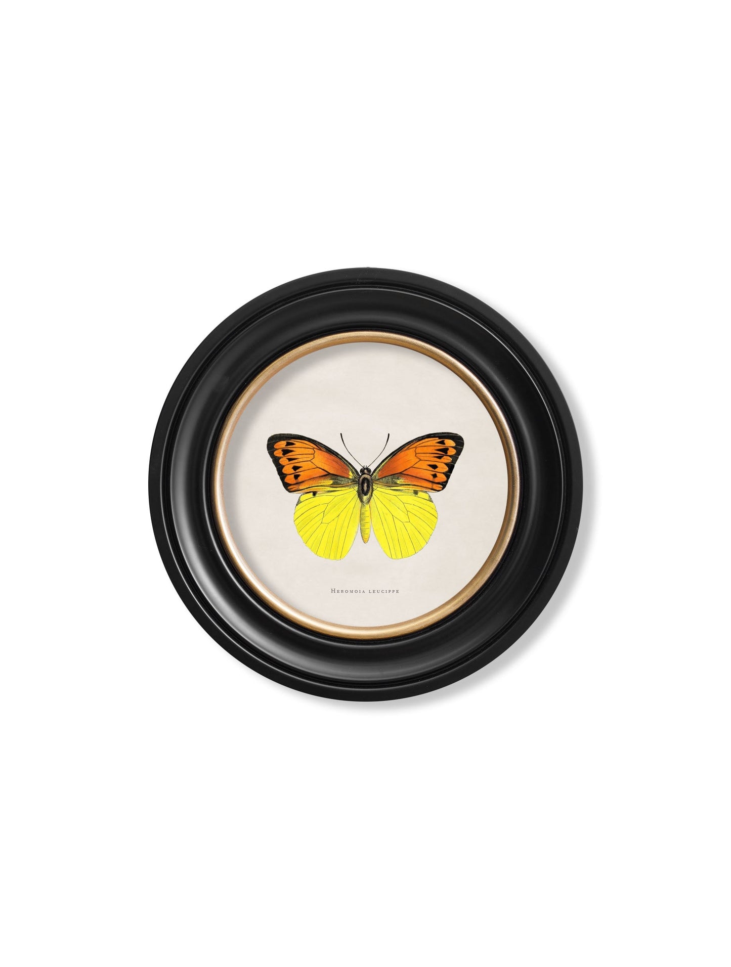 c.1835 Tropical Butterflies – Round Frames styled view – Leya Buster Interiors