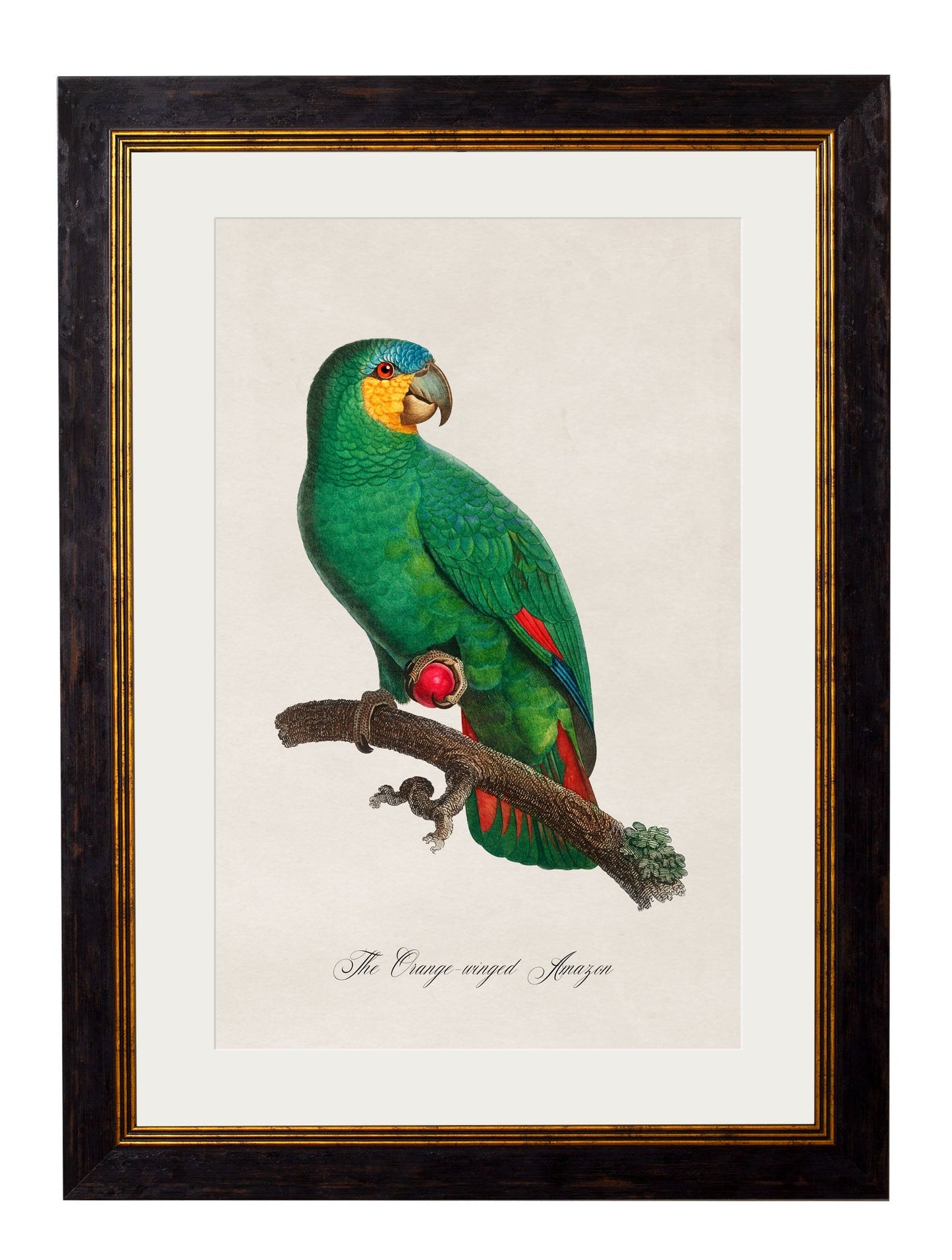 C.1800's Collection of Parrots styled view – Leya Buster Interiors