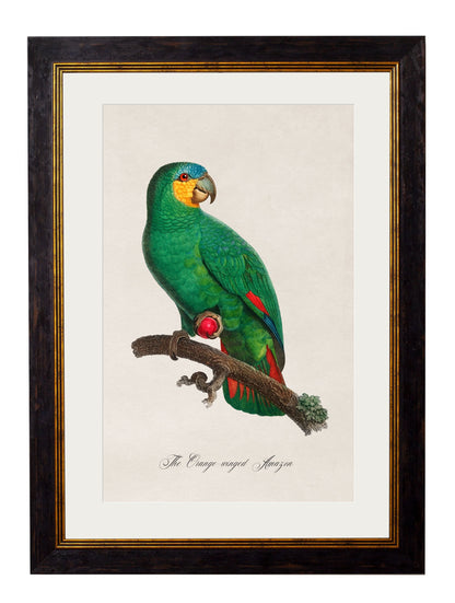 C.1800's Collection of Parrots styled view – Leya Buster Interiors