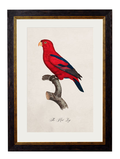 C.1800's Collection of Parrots styled view – Leya Buster Interiors