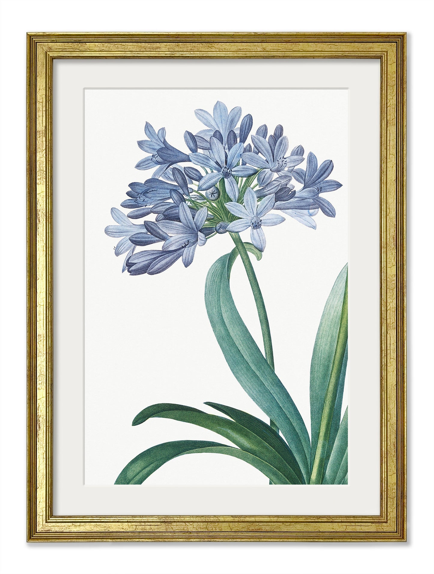 Blue Floral Illustrations Set of 4 Prints