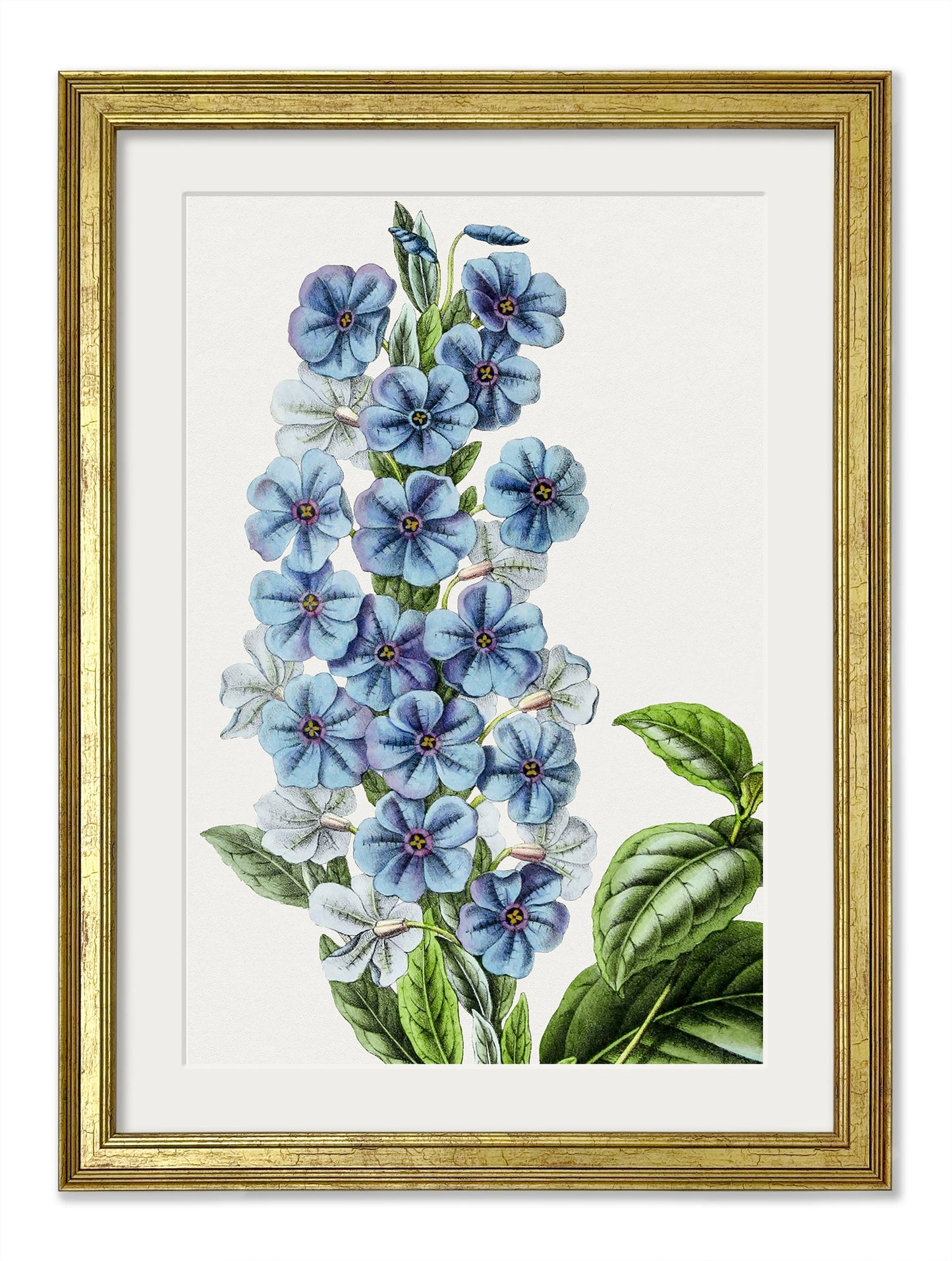 Blue Floral Illustrations Set of 4 Prints