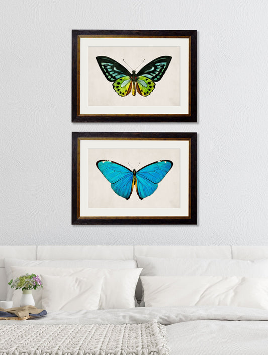 c.1836 Tropical Butterflies – framed wall art at Leya Buster Interiors