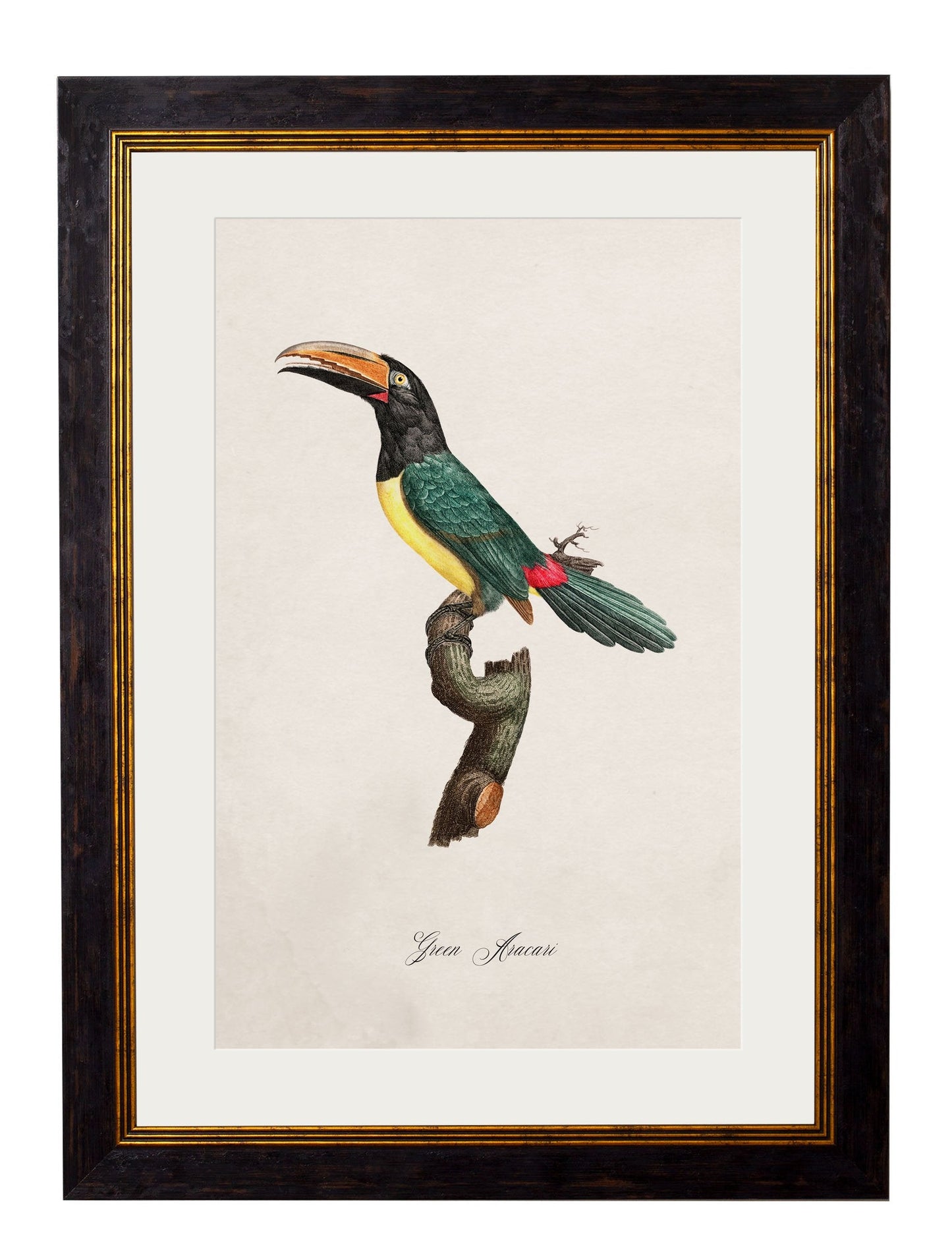 C.1800's Collection of Parrots styled view – Leya Buster Interiors
