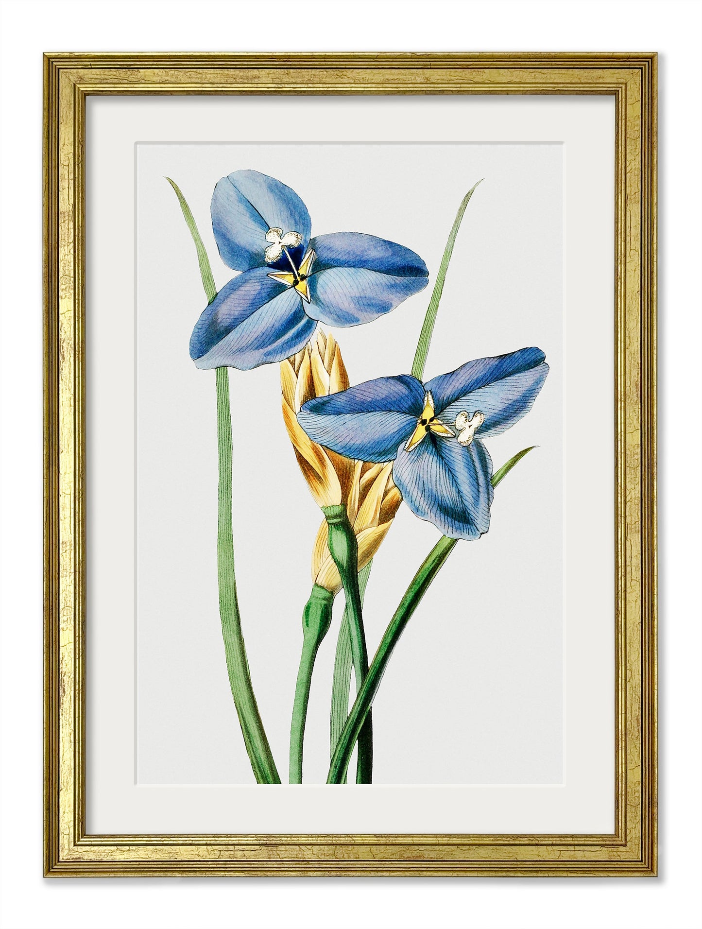 Blue Floral Illustrations Set of 4 Prints