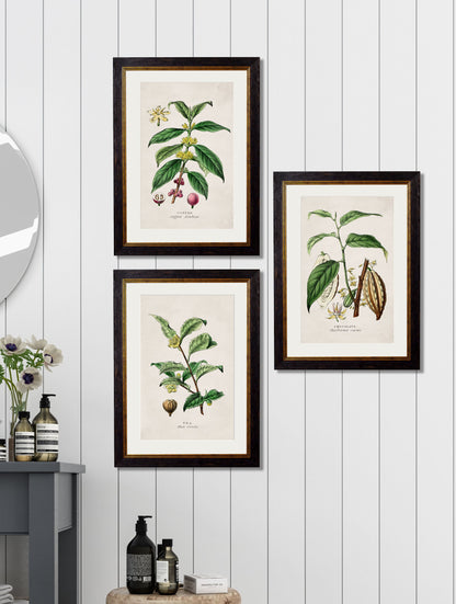 c.1877 Tea, Coffee and Chocolate Plants – framed wall art at Leya Buster Interiors