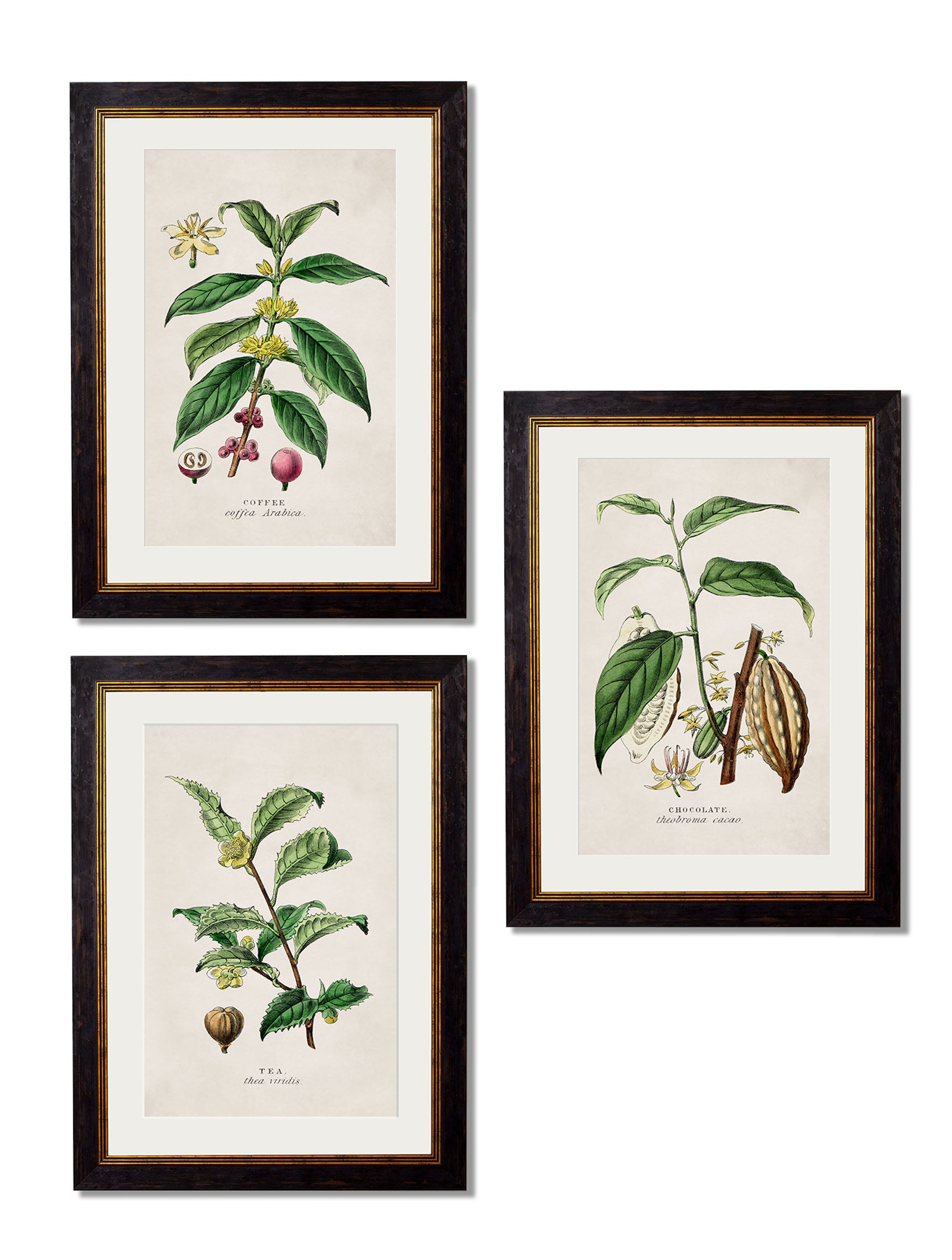 c.1877 Tea, Coffee and Chocolate Plants detail – Leya Buster Interiors