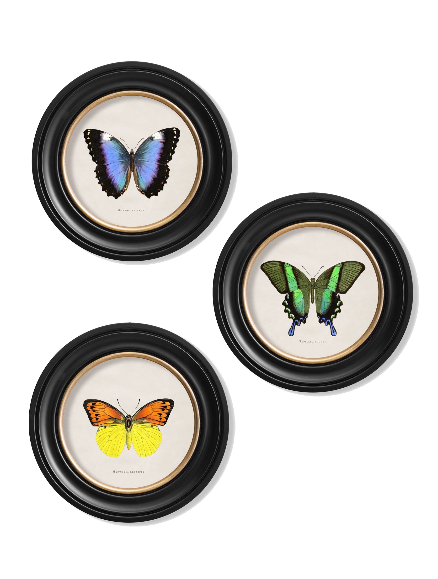 c.1835 Tropical Butterflies – Round Frames detail – Leya Buster Interiors