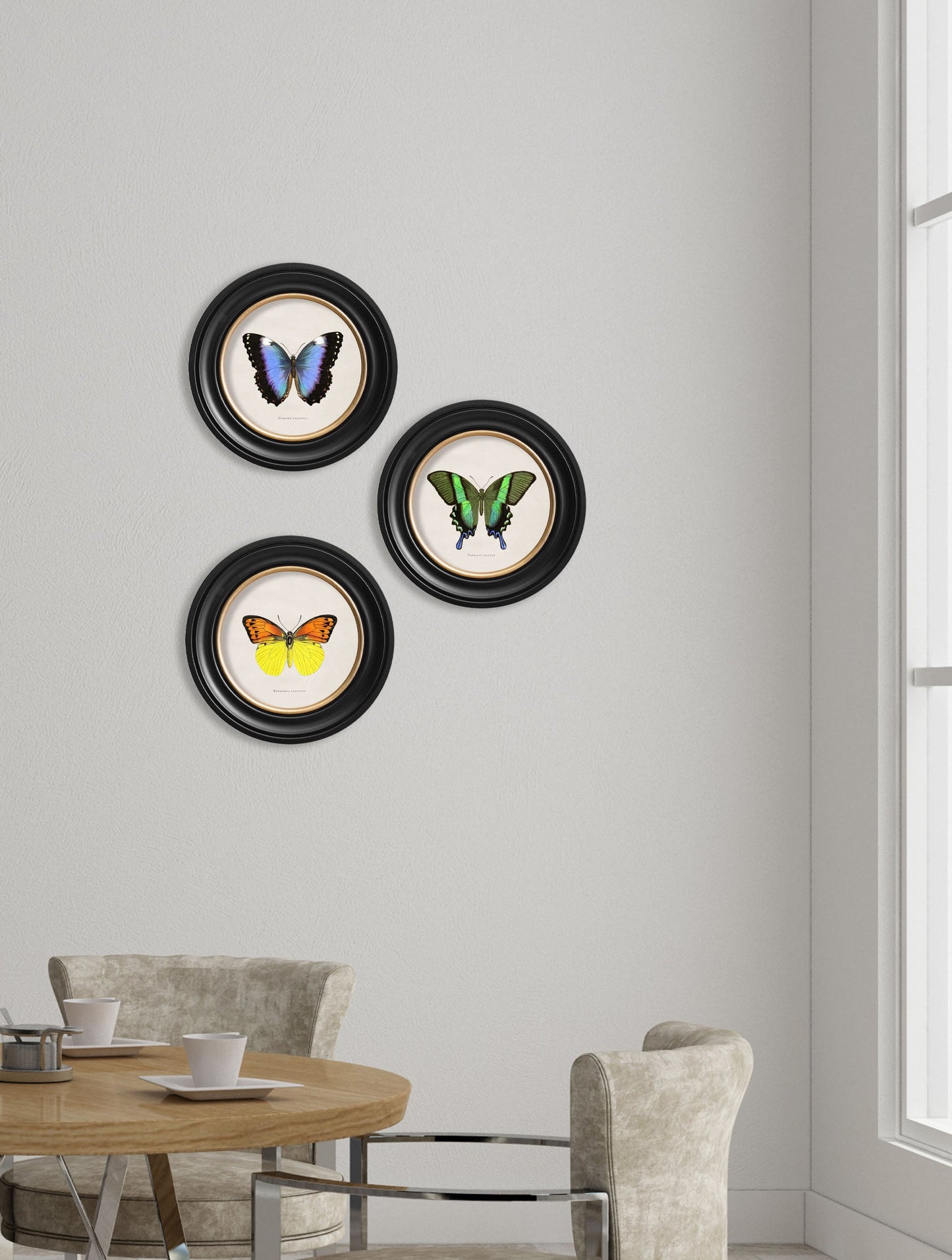 c.1835 Tropical Butterflies – Round Frames – framed wall art at Leya Buster Interiors