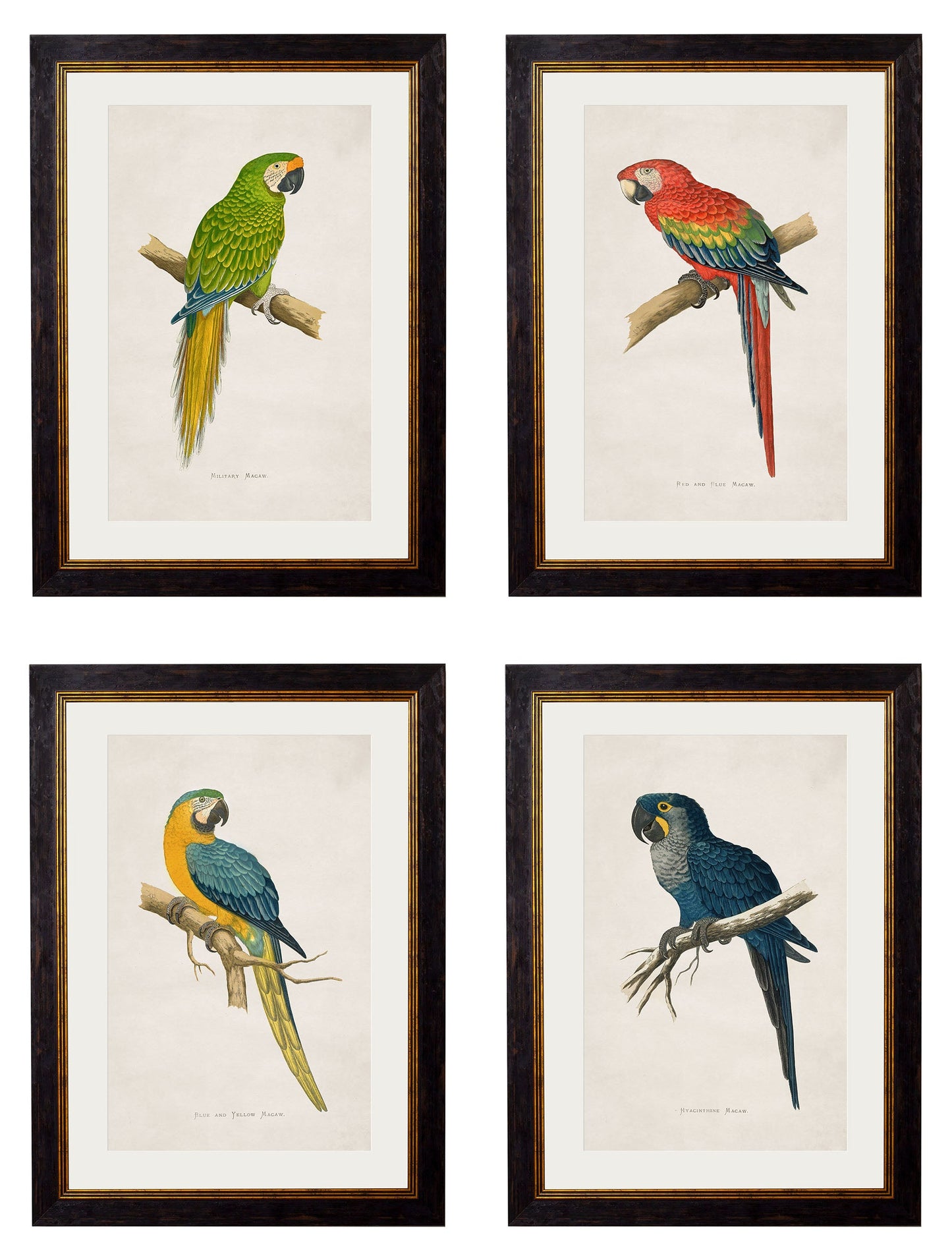 c.1884 Macaws detail – Leya Buster Interiors