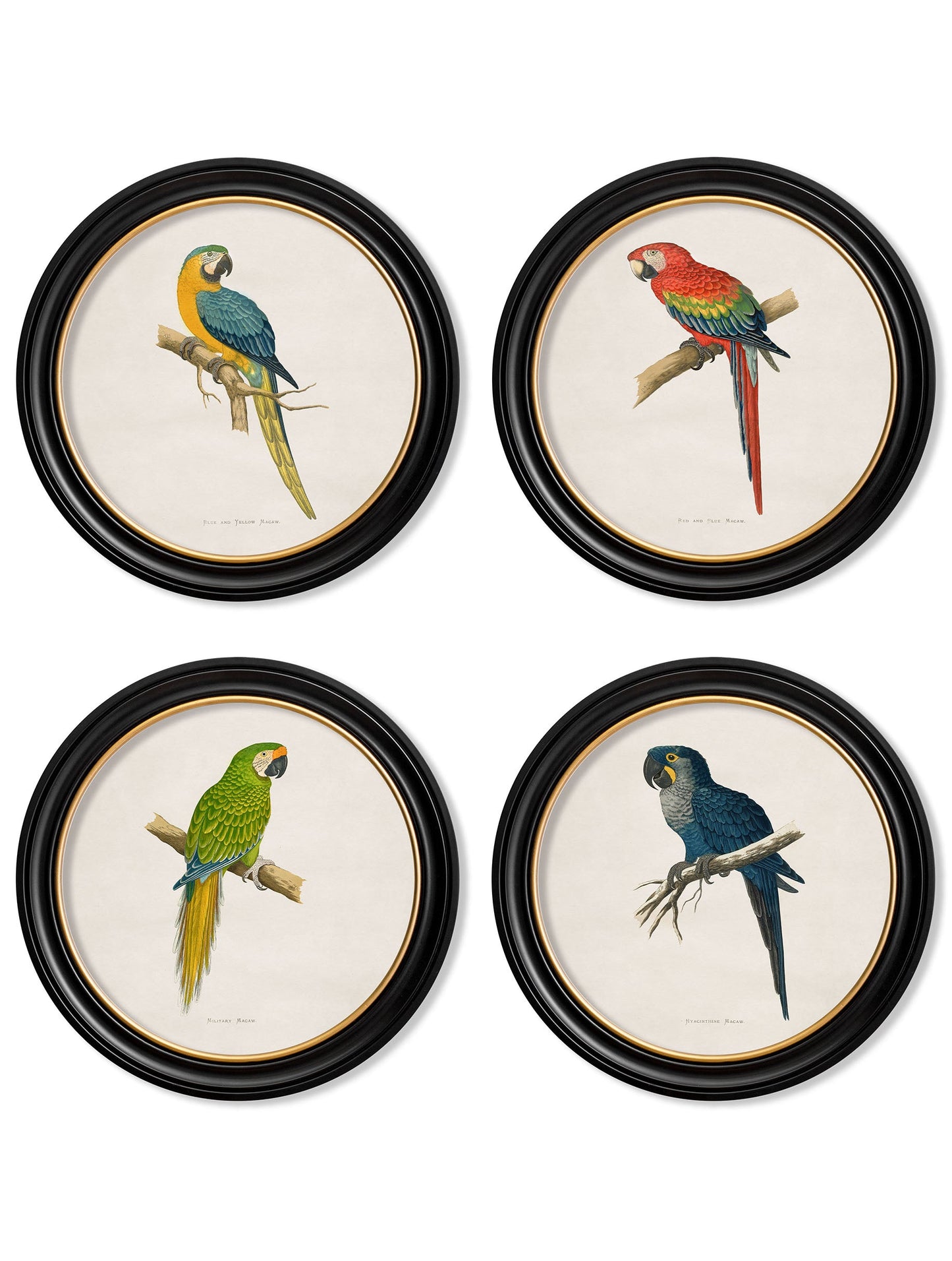 C.1884 Collection of Macaws in Round Frames detail – Leya Buster Interiors