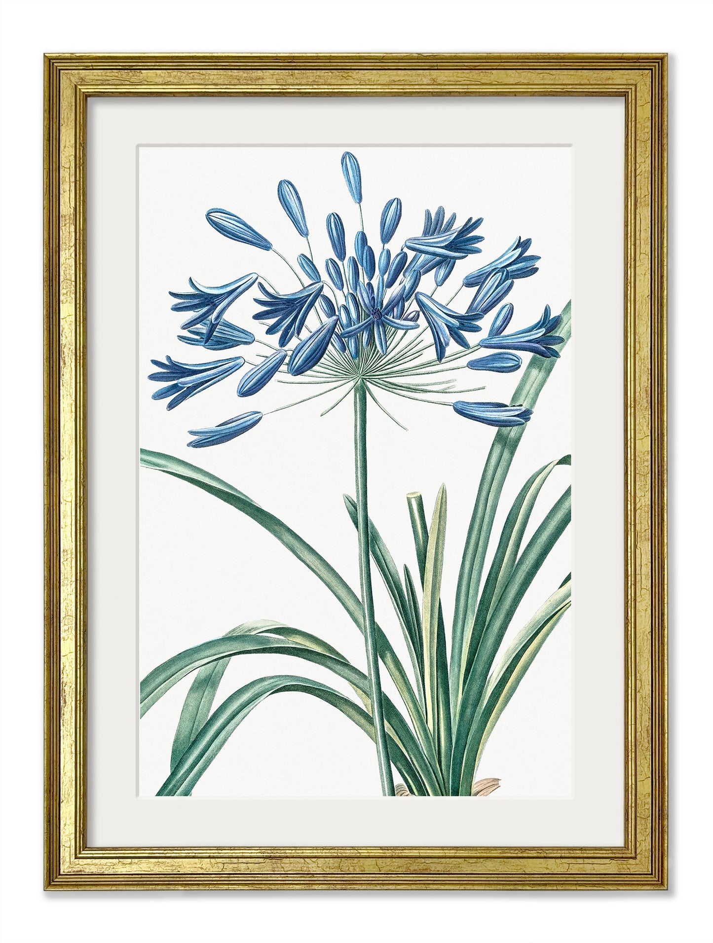 Blue Floral Illustrations Set of 4 Prints