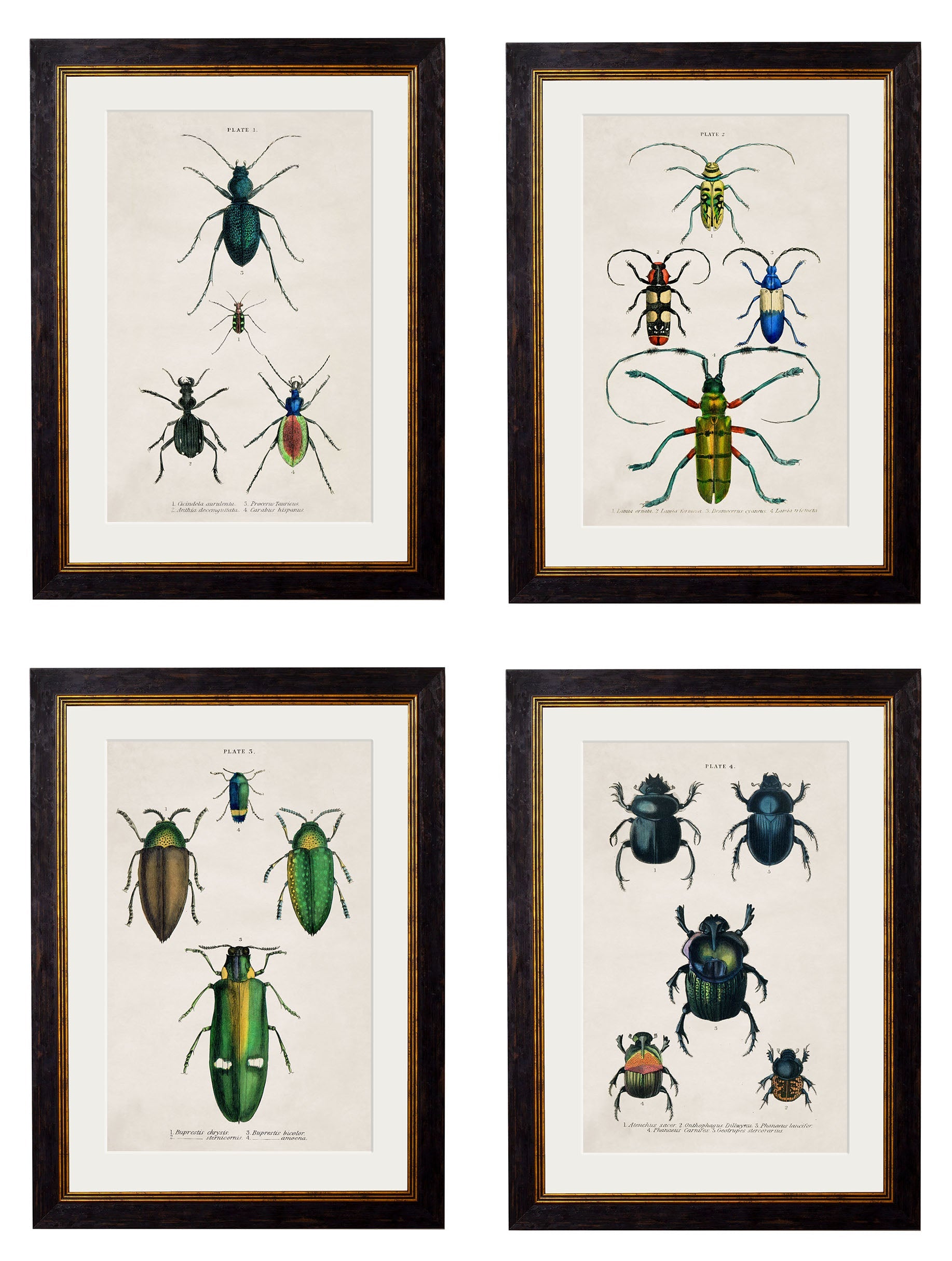 c.1836 Studies of Beetles detail – Leya Buster Interiors