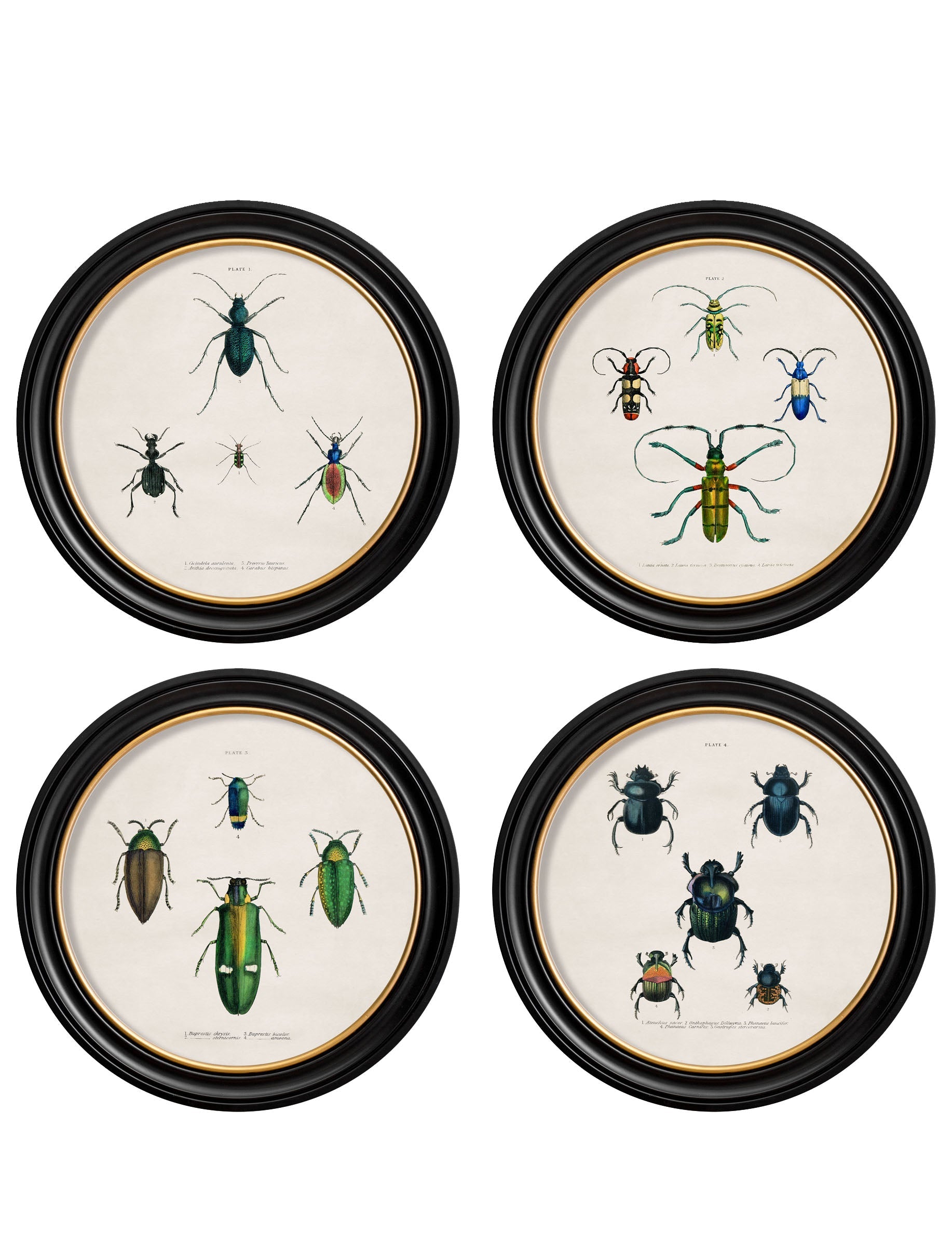c.1836 Beetle Plates – Round Frame detail – Leya Buster Interiors