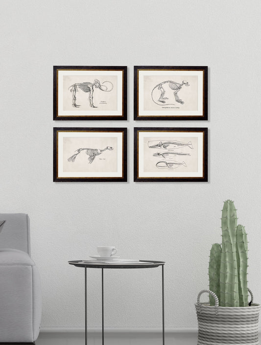 c.1870 Anatomical Skeletons – framed wall art at Leya Buster Interiors