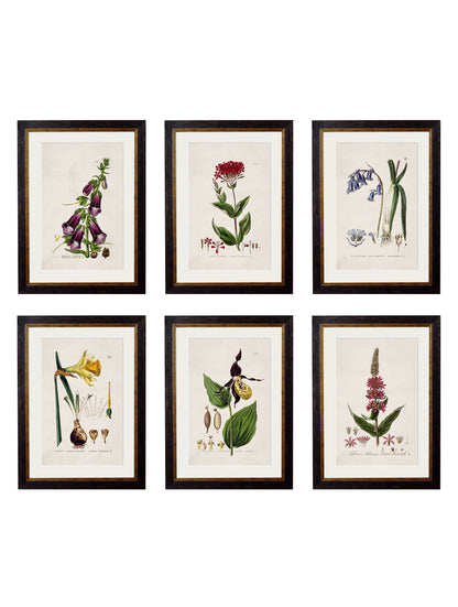 c.1837 British Flowering Plants detail – Leya Buster Interiors