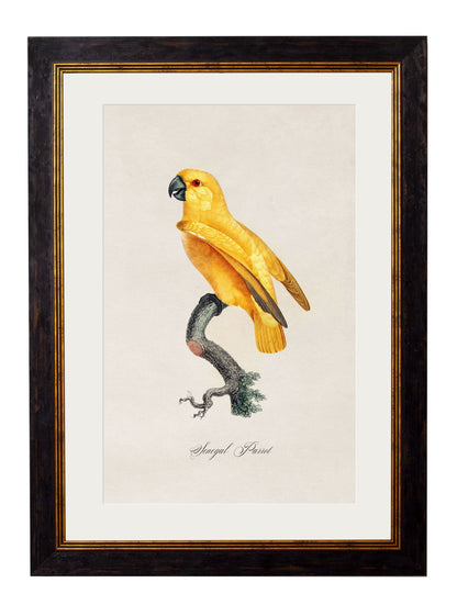 C.1800's Collection of Parrots styled view – Leya Buster Interiors