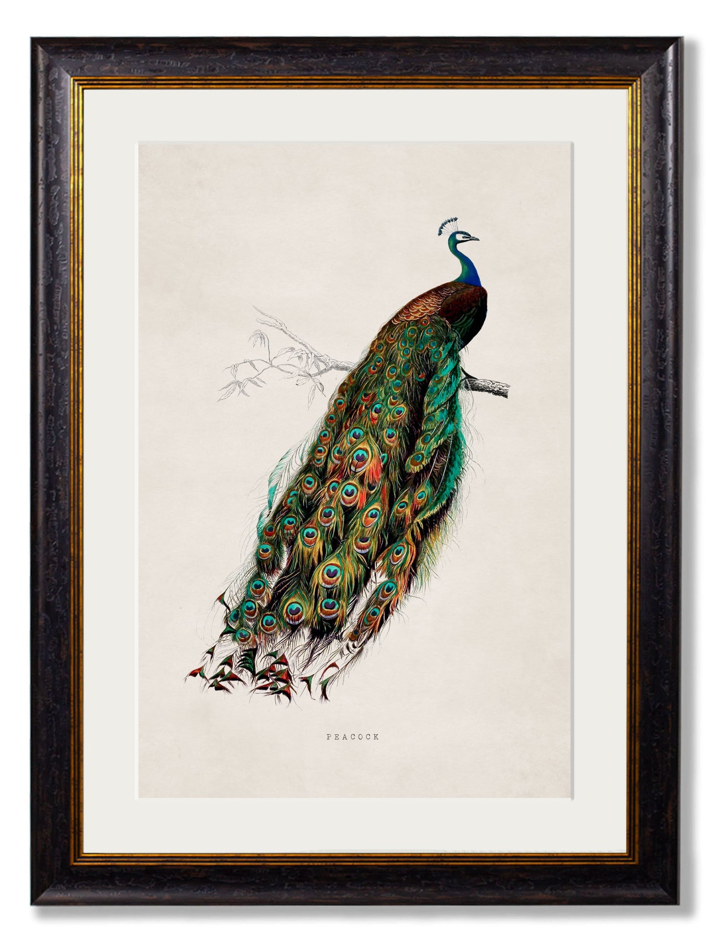 c.1847 Peacock styled view – Leya Buster Interiors
