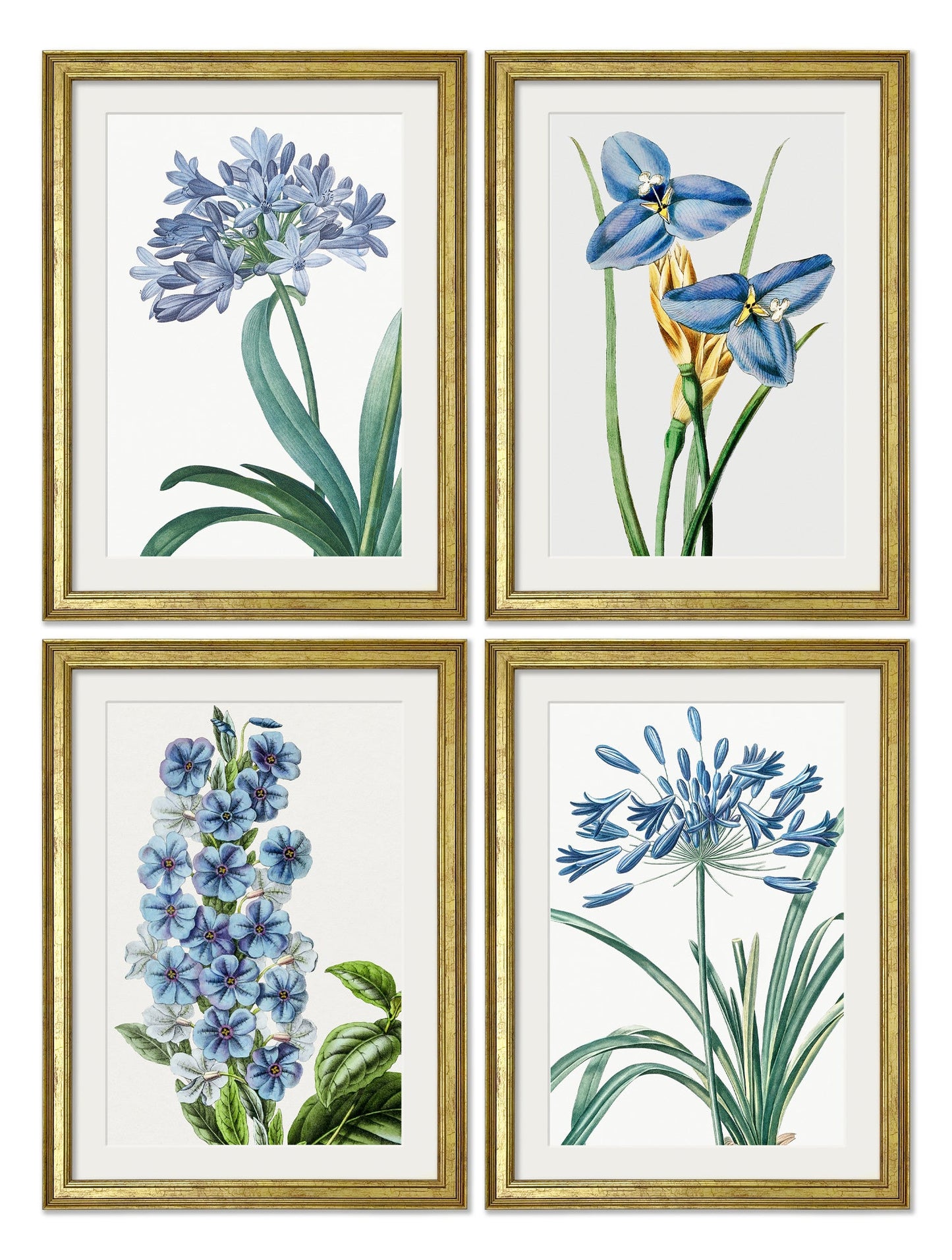 Blue Floral Illustrations Set of 4 Prints