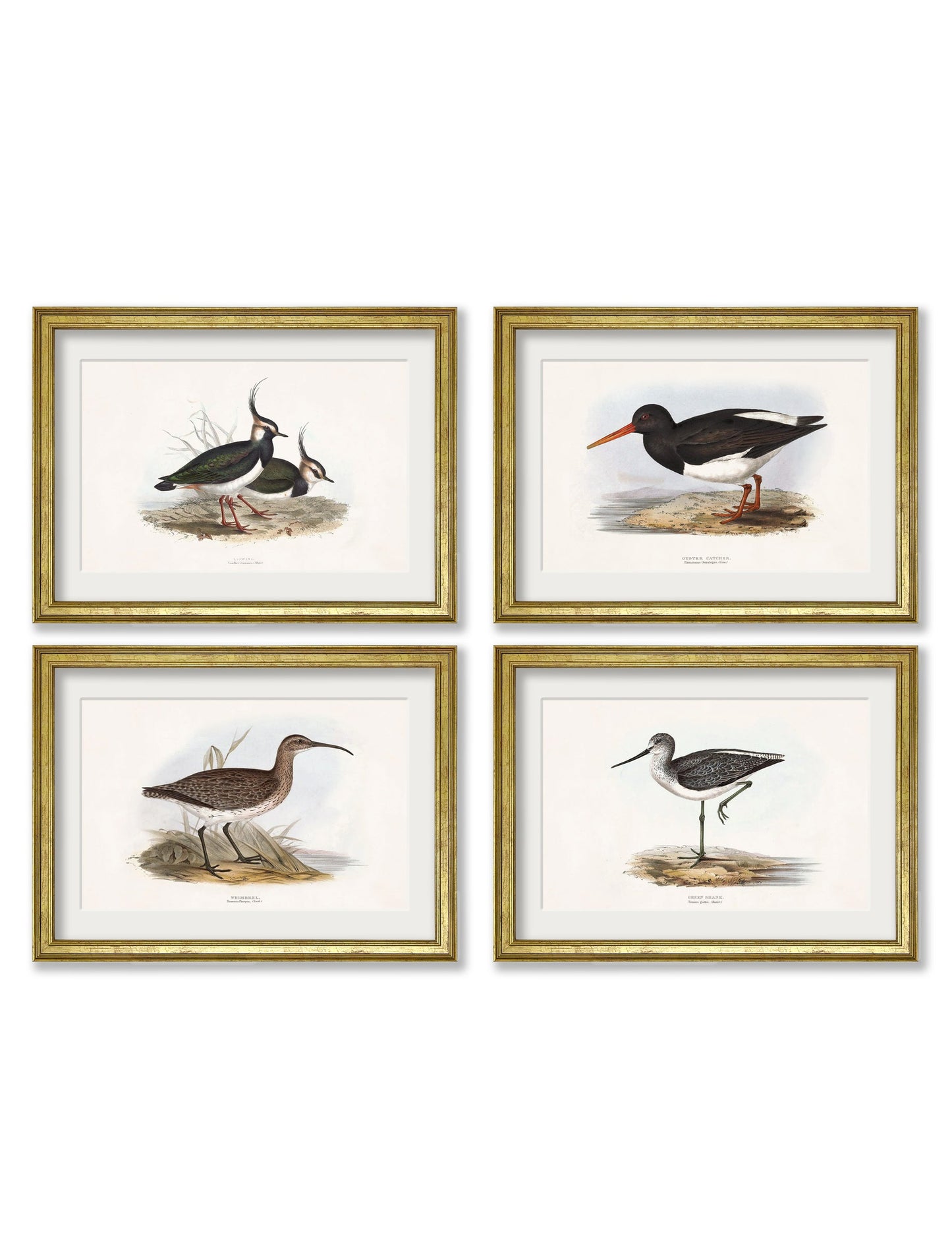 c.1837's British Coastal Birds detail – Leya Buster Interiors