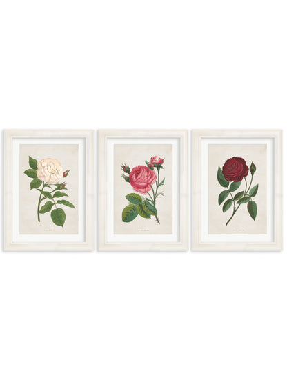 Rose Floral Illustrations detail – Leya Buster Interiors