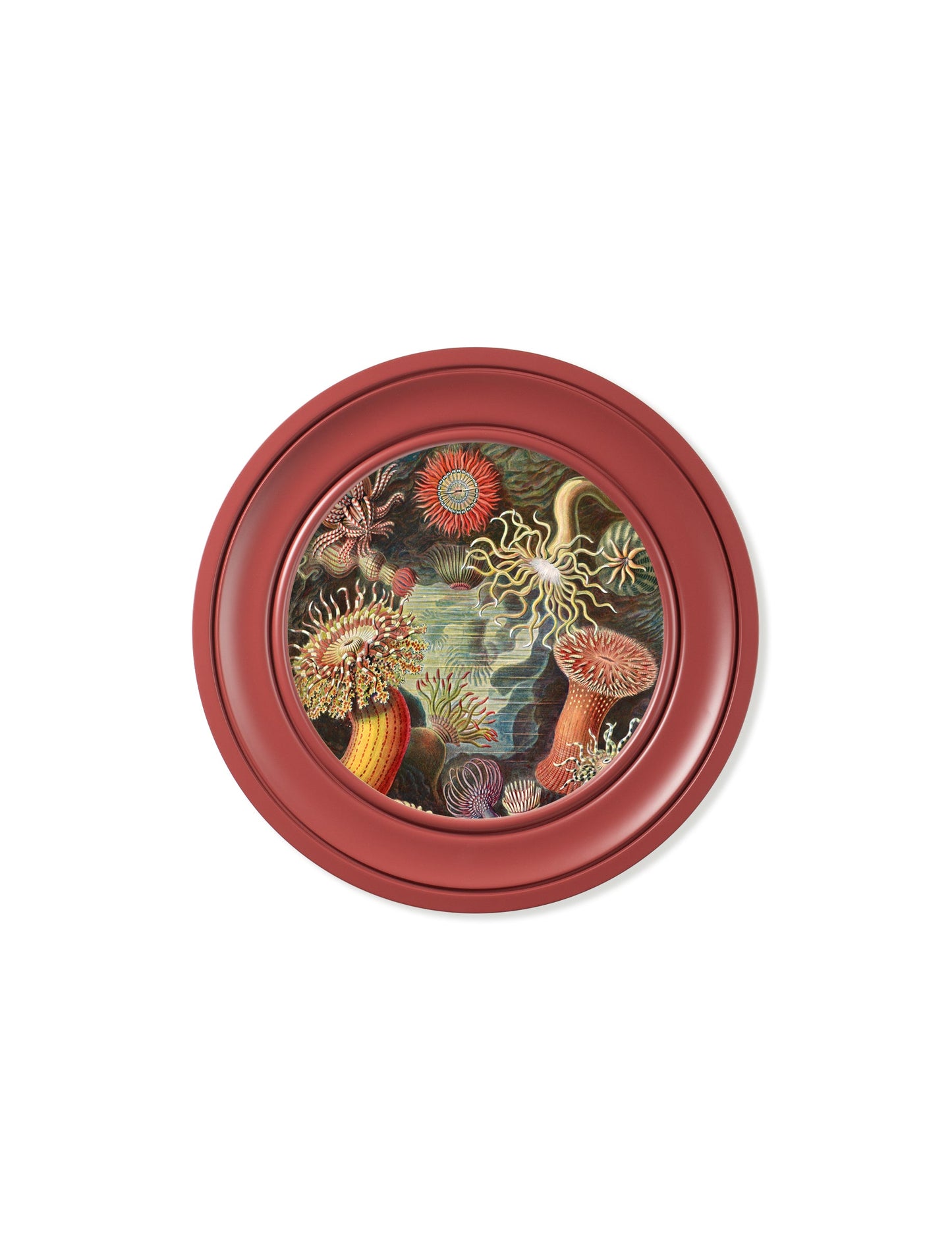 c.1904 Haeckel Flora and Fauna – Round Frames Red styled view – Leya Buster Interiors