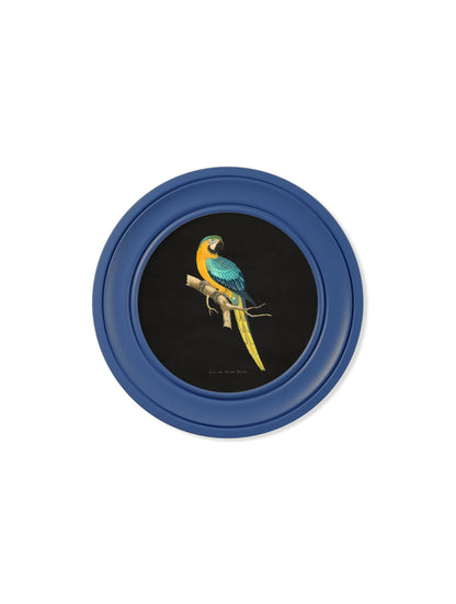 C.1884 Collection of Macaws in Round Frames Blue styled view – Leya Buster Interiors
