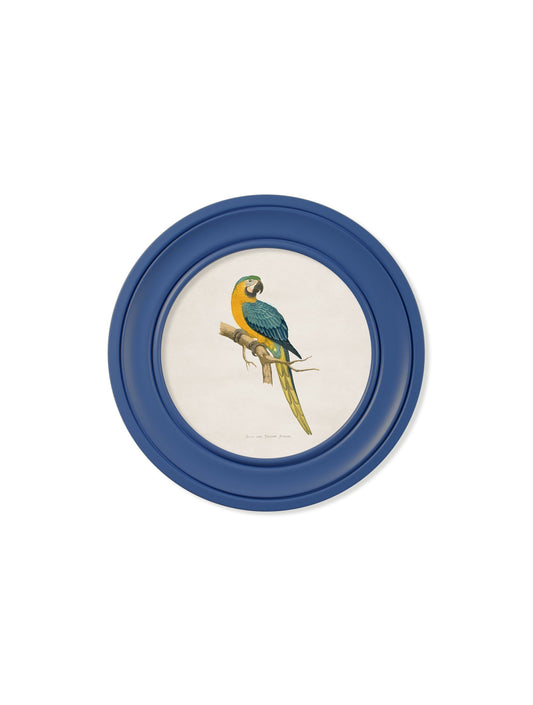 C.1884 Collection of Macaws in Round Frames Blue – framed wall art at Leya Buster Interiors