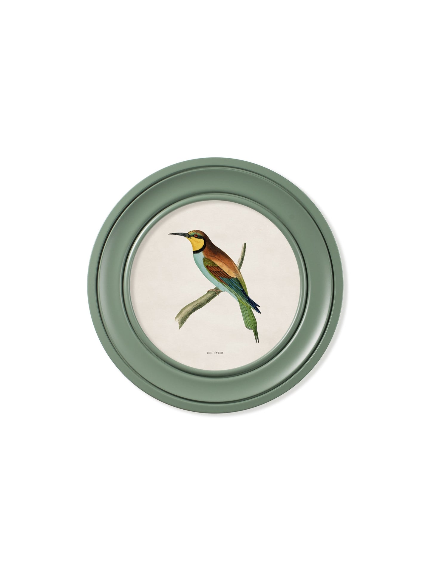 c.1870 Kingfisher and Bee Eater – Round Frame Green styled view – Leya Buster Interiors