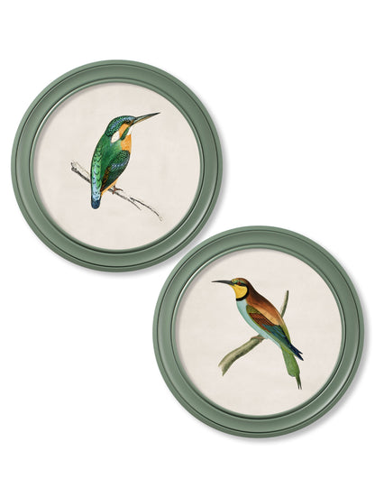 c.1870 Kingfisher and Bee Eater – Round Frame Green detail – Leya Buster Interiors