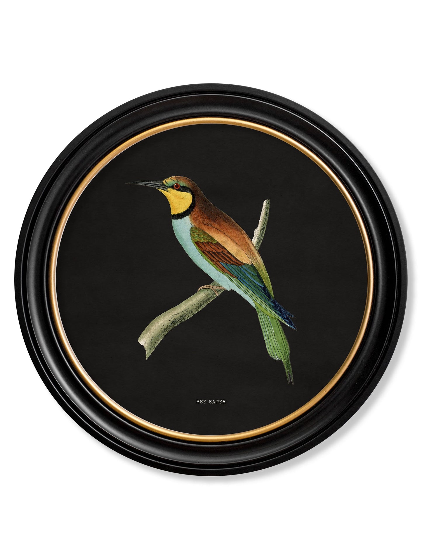 c.1870 Kingfisher and Bee Eater – Black styled view – Leya Buster Interiors
