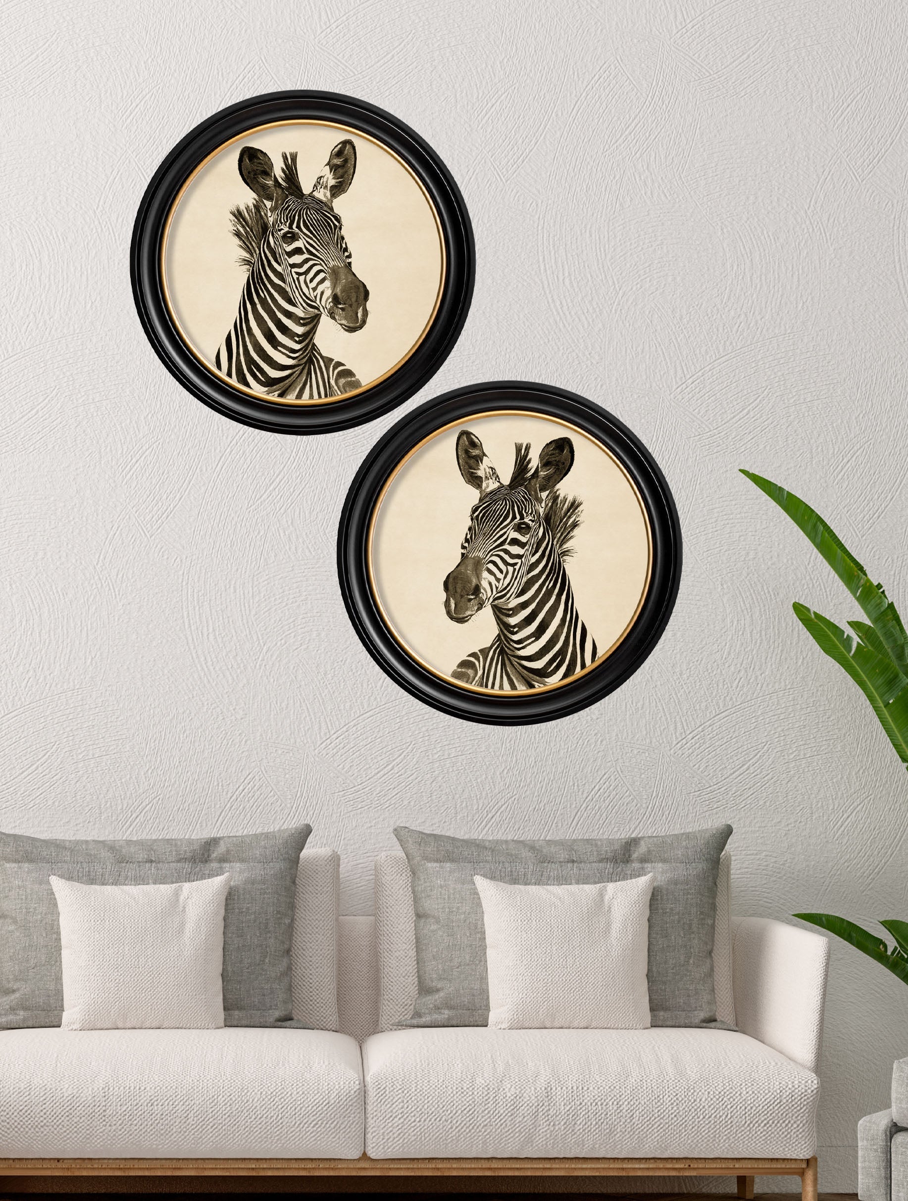 c1890 Zebra Illustrations in Round Frame – Dark – framed wall art at Leya Buster Interiors
