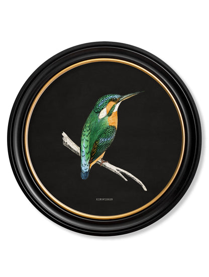 c.1870 Kingfisher and Bee Eater – Black styled view – Leya Buster Interiors