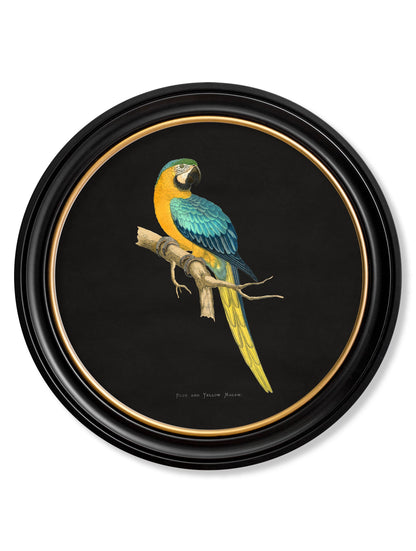 C.1884 Collection of Macaws in Round Frames – Black styled view – Leya Buster Interiors