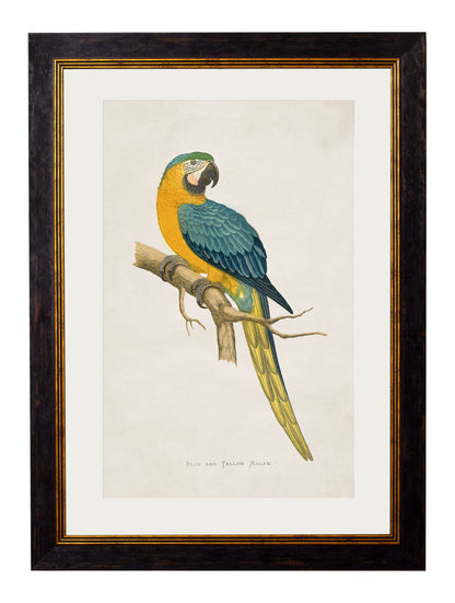 c.1884 Macaws styled view – Leya Buster Interiors
