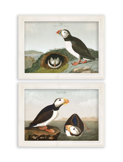 c.1838 Audubon's Puffins detail – Leya Buster Interiors