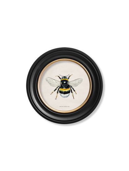 c1892 British Bees Round Frame styled view – Leya Buster Interiors