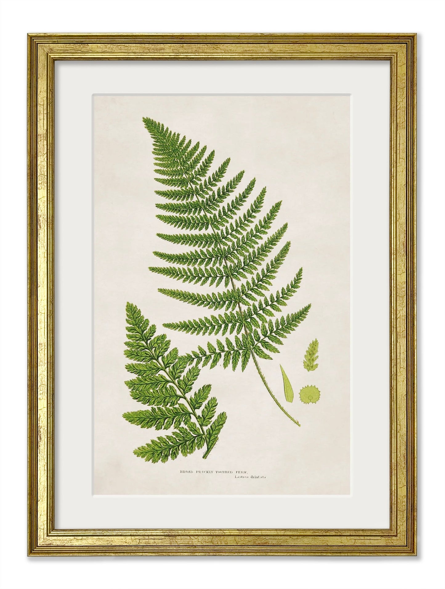 Collection of 6 Ferns styled view – Leya Buster Interiors