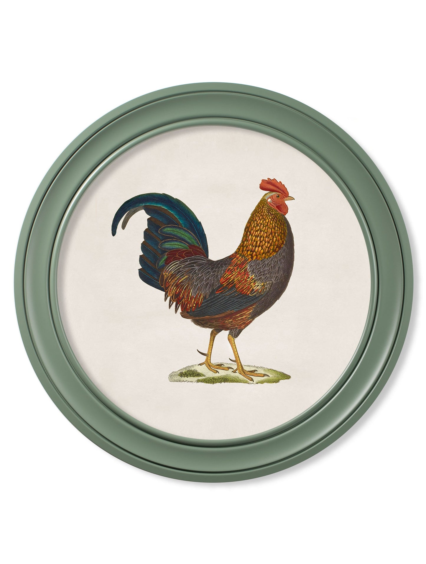 c.1838 Junglefowl in Round Frames Green styled view – Leya Buster Interiors
