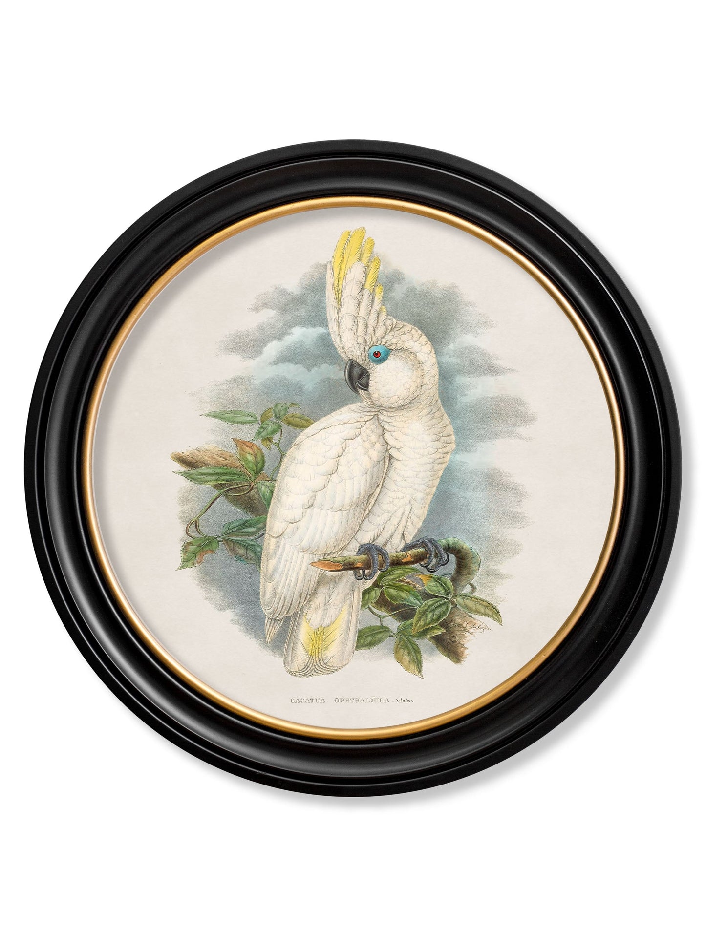 c.1875 Cockatoos – Round Frames styled view – Leya Buster Interiors