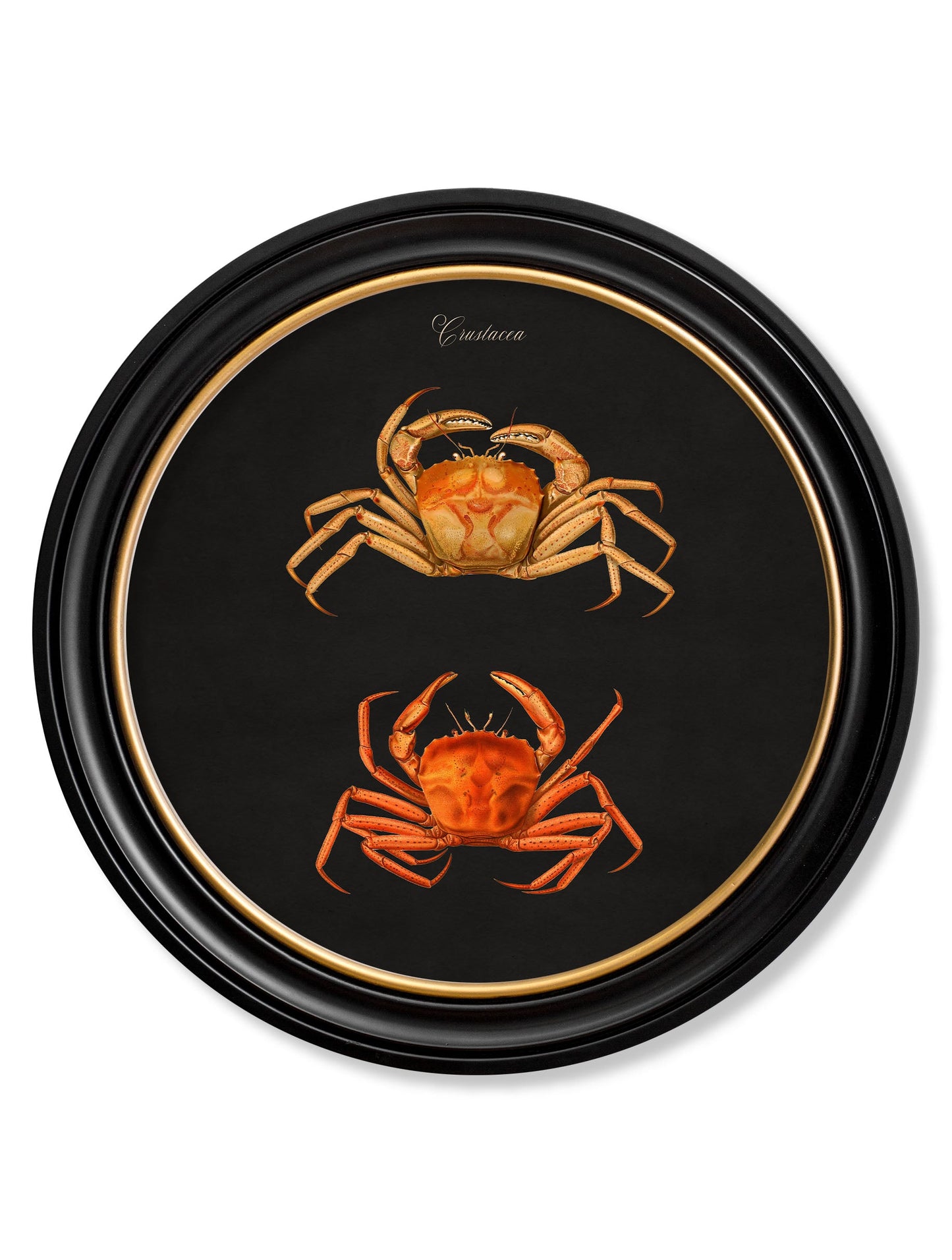 C.1876 Marine Animals in Round Frames – Black styled view – Leya Buster Interiors