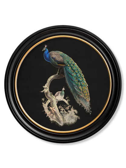 c.1847 Peacocks in Round Frames – Dark styled view – Leya Buster Interiors